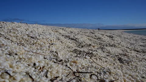 Shell Beach in Shark Bay, World Heritage area, Australia. Stock Footage 317302054