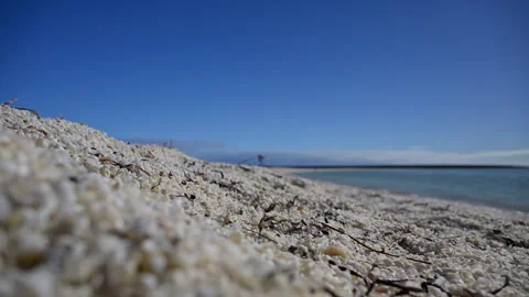 Shell Beach in Shark Bay, World Heritage area, Australia. Stock Footage 317302622