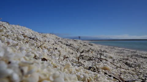Shell Beach in Shark Bay, World Heritage area, Australia. Stock Footage 317302989