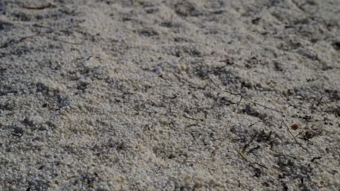 Shell Beach in Shark Bay, World Heritage area, Australia. Stock Footage 317306447