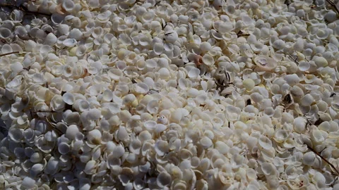 Shell Beach in Shark Bay, World Heritage area, Australia. Stock Footage 317307290
