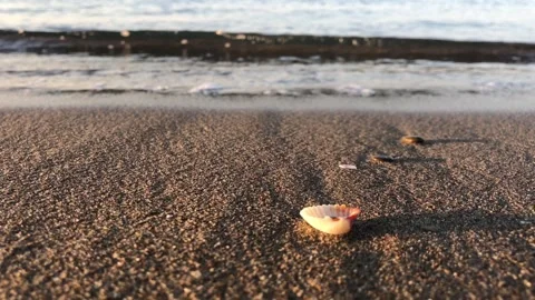 Shell on the beach shore Video stock 260957452
