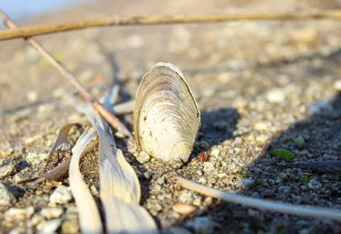 A shell on the beach stuck in the sand. Stock Photos