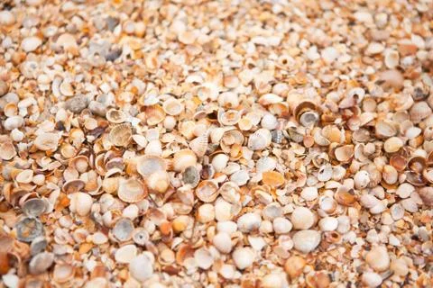 Shell beach texture. Concept of travel, leisure, relaxation. Stock Photos