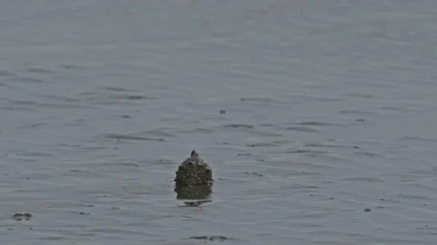 Shell On Beach Tripod 4k 库存影片 205321493