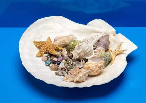 Shell beach tropical scene. Summer marine shell background. Minimal isolate.. Stock Photos