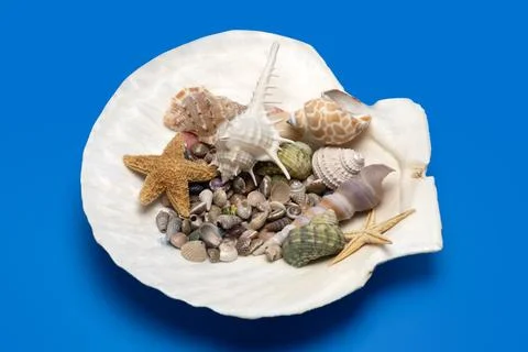 Shell beach tropical scene. Summer marine shell background. Minimal isolate.. Fotos de archivo