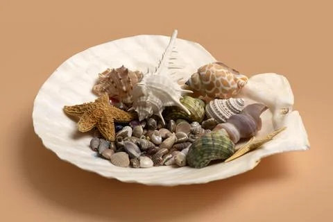 Shell beach tropical setup. Summer marine shell background. Minimal isolated  Stock Photos