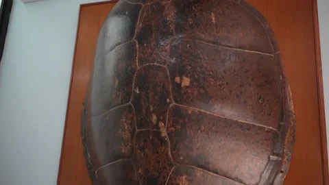 Shell of the biggest sea turtle on the museum wall. Underwater world zoology Stock Footage 226160595