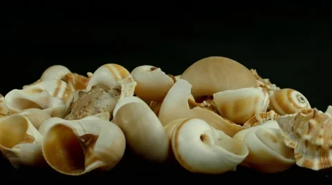 Shell on black 4k Footage Stock Footage 65010389
