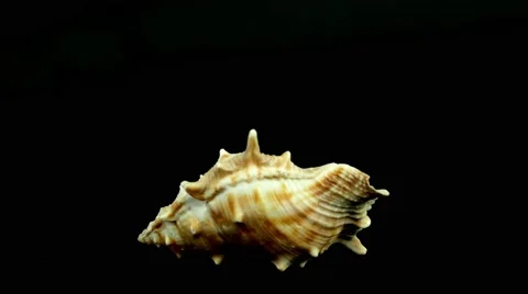 Shell on black 4k Footage Stock Footage 65010399
