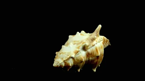 Shell on black 4k Footage Stock Footage 65010403