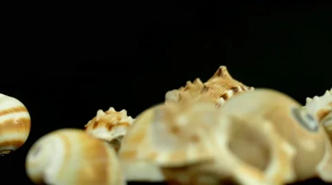 Shell on black 4k Footage Stock Footage 65010432