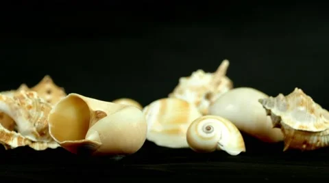 Shell on black 4k Footage Stock Footage 65010440