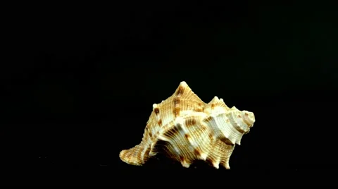 Shell on black 4k Footage Stock Footage 65010446