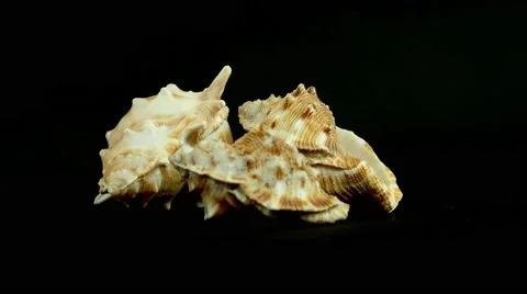 Shell on black 4k Footage Stock Footage 65010449
