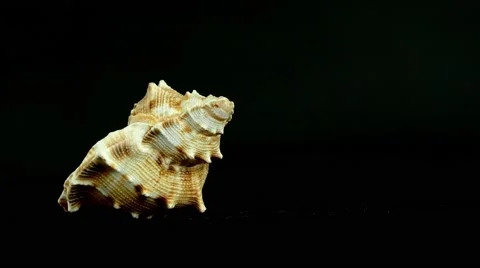 Shell on black 4k Footage Stock Footage 65012065