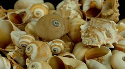 Shell on black 4k Footage Stock Footage 65012073