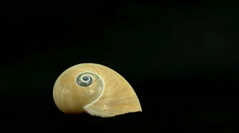 Shell on black 4k Footage Stock Footage 65012126