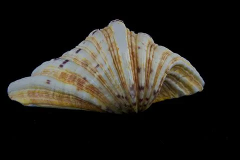 Shell on Black Background Stock-Fotos