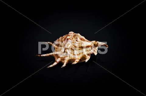 Shell on black Stock Photos