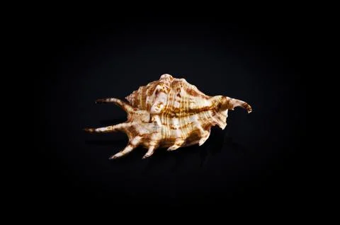 Shell on black Stock Photos