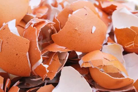 Shell of boiled eggs Stock Photos