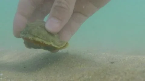 A shell on the bottom of the sea Stock Footage 146864788