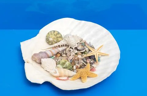 Shell in bowl composition. Tropical beach background shell setup. Minimal iso Stock Photos