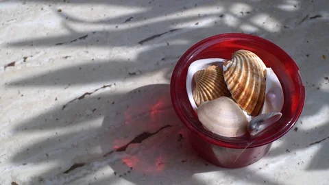 Shell in the box Stock Footage 110914689