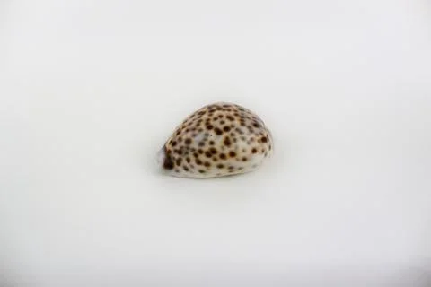 A shell with brown dots isolated on white background Stock Photos