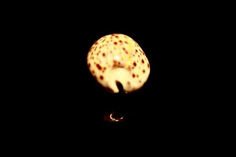 Shell with brown points isolated on black with reflections Foto stock