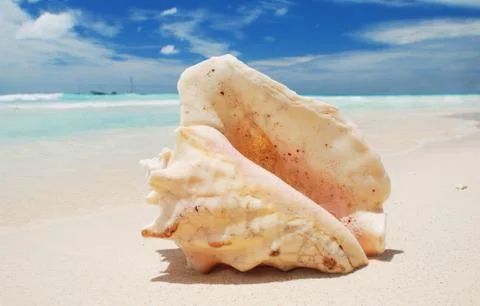 Shell in the caribbean Stock Photos