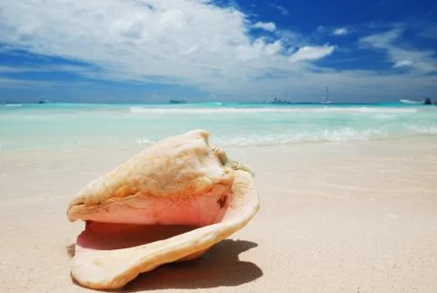 Shell in the caribbean Stock Photos