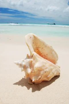Shell in the caribbean Stock Photos