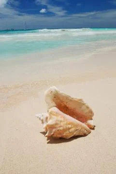 Shell in the caribbean Stock Photos