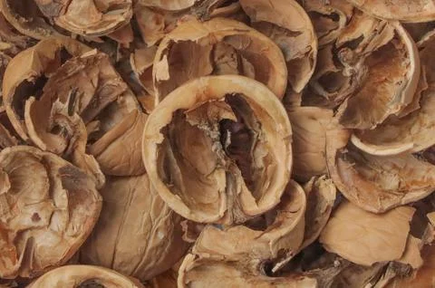 Shell from chopped walnuts. Stock Photos