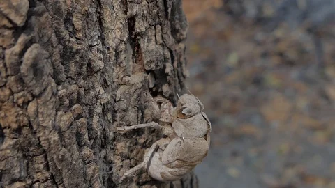 Shell of cicada after molted into adults. Stock Footage 105979809