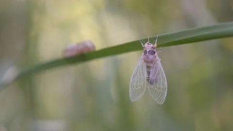 Shell of Cicada Cicadoidea Hemiptera and immature insect 4K footage Stock Footage 95893449