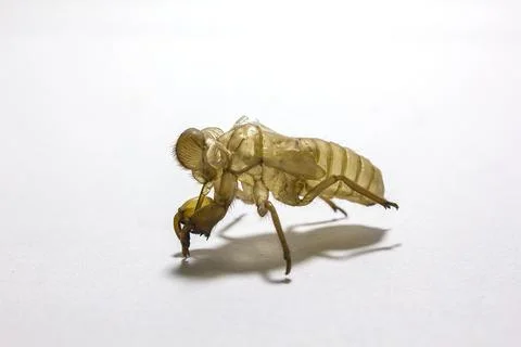 Shell of Cicada on white background Stock Photos