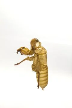 Shell of Cicada on white background Stock Photos