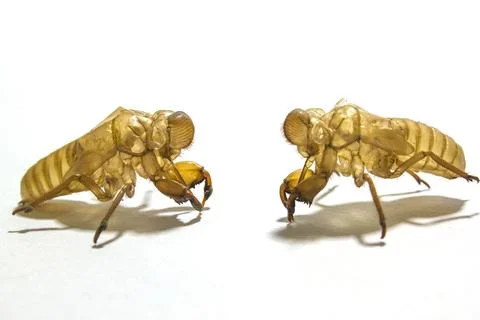 Shell of Cicada on white background Stock Photos