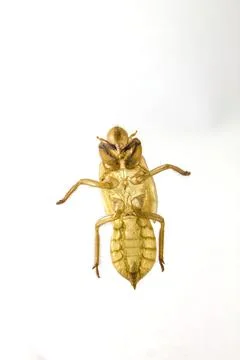 Shell of Cicada on white background Stock Photos