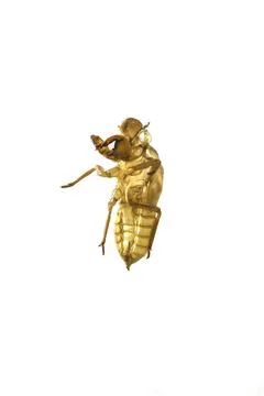 Shell of Cicada on white background Foto stock