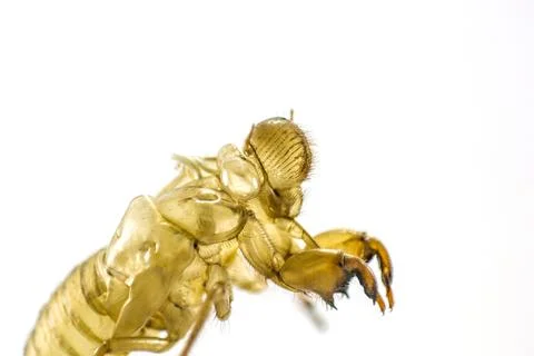 Shell of Cicada on white background Stock Photos