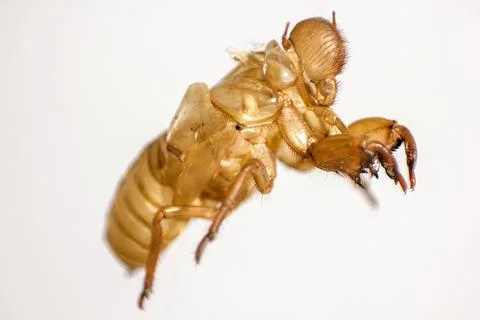 Shell of Cicada on white background Stock Photos