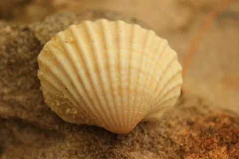Shell clam closeup from above Stock Photos