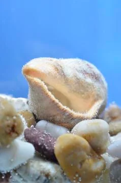 Shell clam house Stock Photos