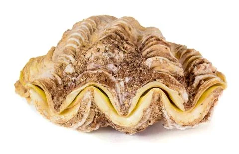 Shell clam Stock Photos