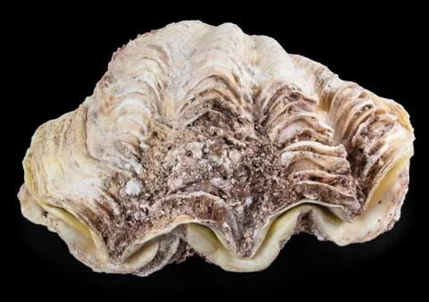 Shell clam Foto stock